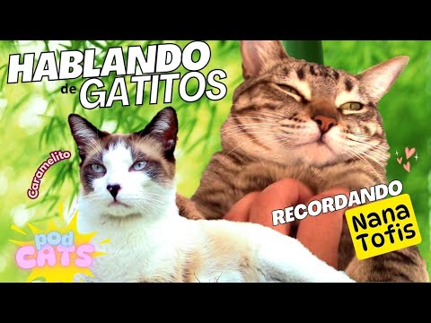 "Eres mi Infancia" Comentarios que dan nostalgia, HABLEMOS de Nana Tofis y Caramelito💞😻 PodCATS #1