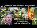 El fsforo para tener mejor floracin y races curso de fertilizacin en frutales