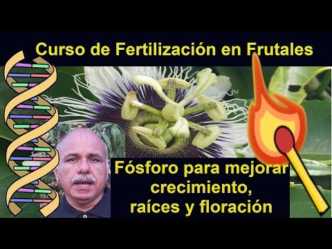 Vídeo: Influència Dels Fertilitzants Nitrogenats I Fòsfor Sobre La Qualitat De Les Patates