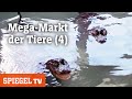 Megamarkt der tiere 4 wasserschweine im anflug  spiegel tv 2022