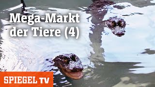 MegaMarkt der Tiere (4): Wasserschweine im Anflug | SPIEGEL TV (2022)