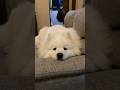 サモエド犬がウインクしてくれました#サモエド #samoyed #dog #大型犬 #サモエドスマイル
