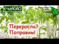 САМОЕ ПРАВИЛЬНОЕ, ЧТО НАДО СДЕЛАТЬ С ПЕРЕРОСШЕЙ и ВЫТЯНУВШЕЙСЯ РАССАДОЙ.