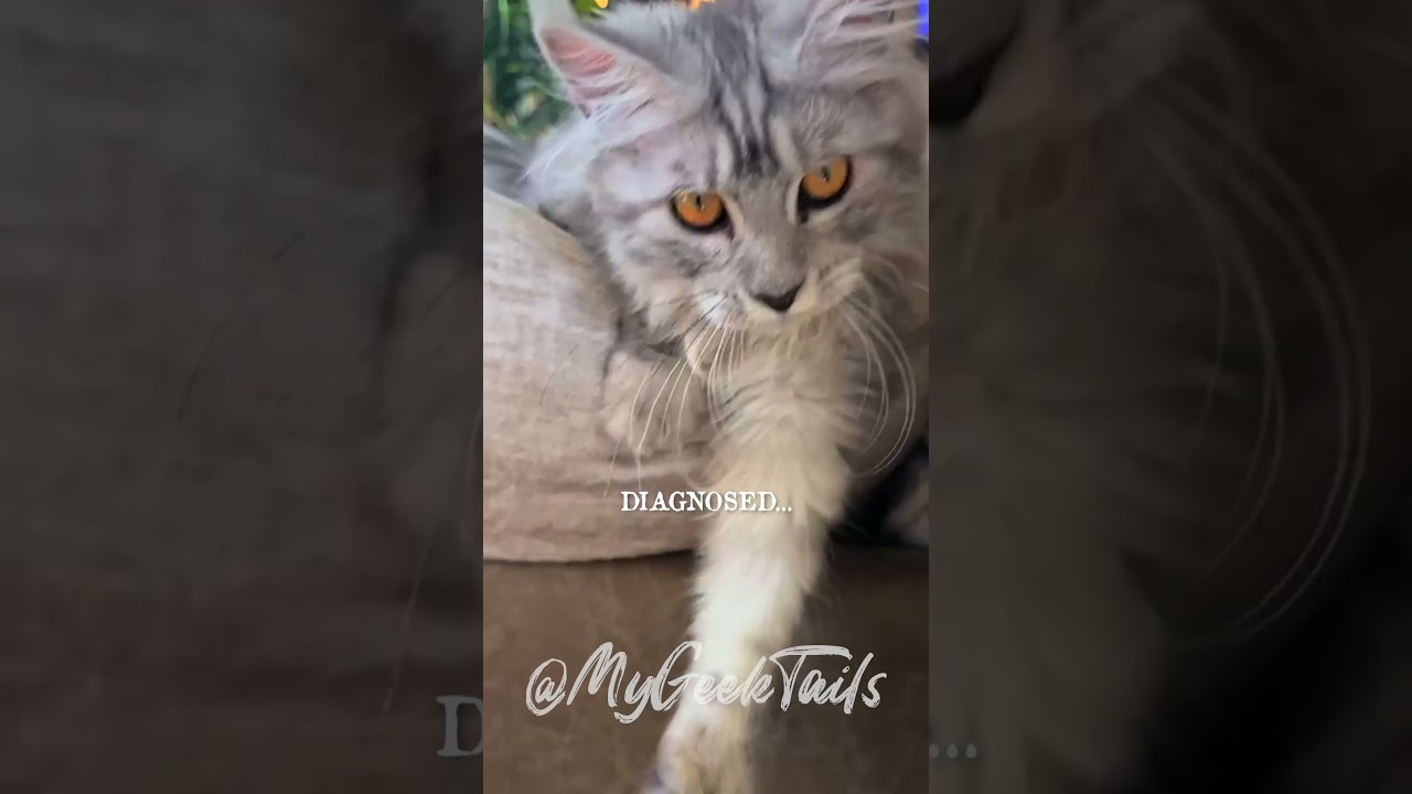 I was recently diagnosed with... #mainecoon #cat #kitten