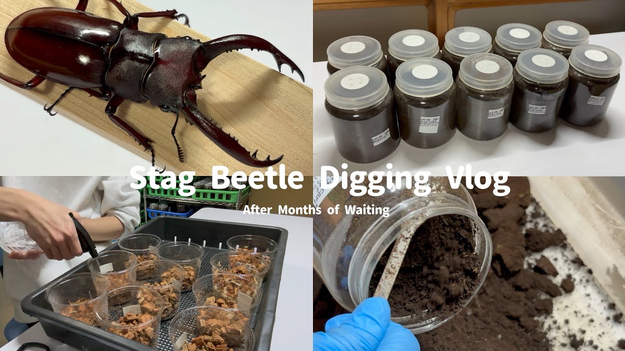 Vlog｜羽化したクワガタの掘り出し｜ミヤマクワガタ・フタマタクワガタ｜Stag Beetle Digging