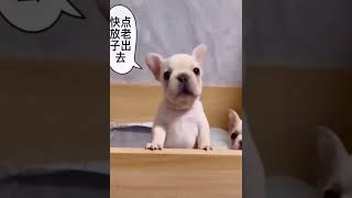 Best Funny Animal Videos 2022   Funniest Cats And Dogs Video 1