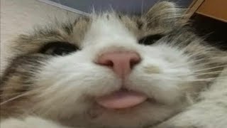 A$$hole Calling Funny Ringtone | Viral New Ringtone 2025 Attitude Ringtone English Ringtone screenshot 4