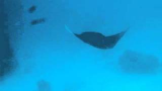 20110502 palau　マンタ
