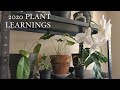 Plant learnings  indoor plants update  window of happiness