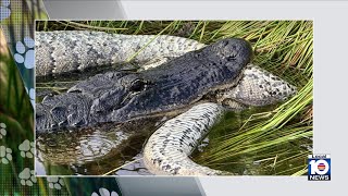 Two predators caught on camera fighting in the Florida Everglades