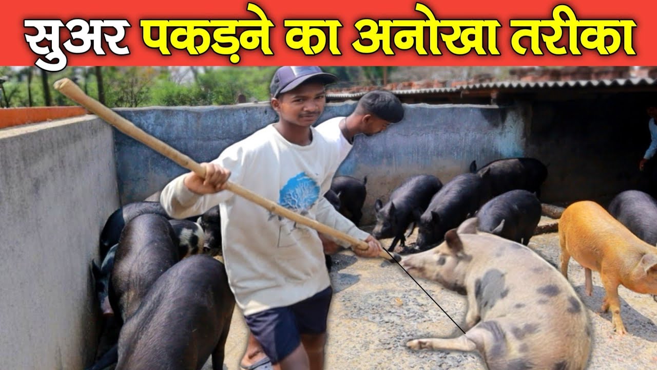 सुअर पकड़ने का अनोखा तरीका 👊। PIG Pakadne Ka Tarika। 
