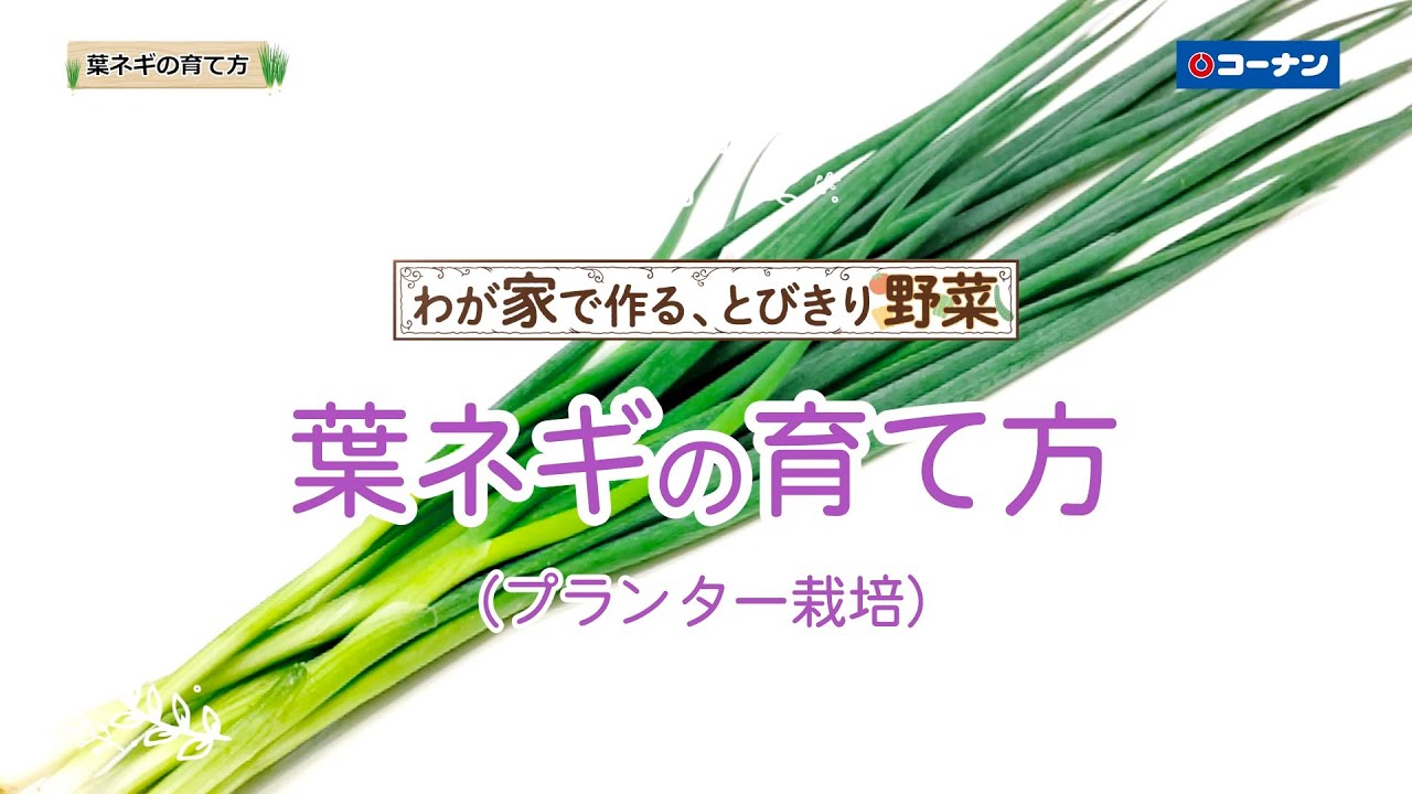 葉ネギの育て方【プランター栽培】コーナン