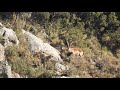 Hunting in Spain: Ronda ibex