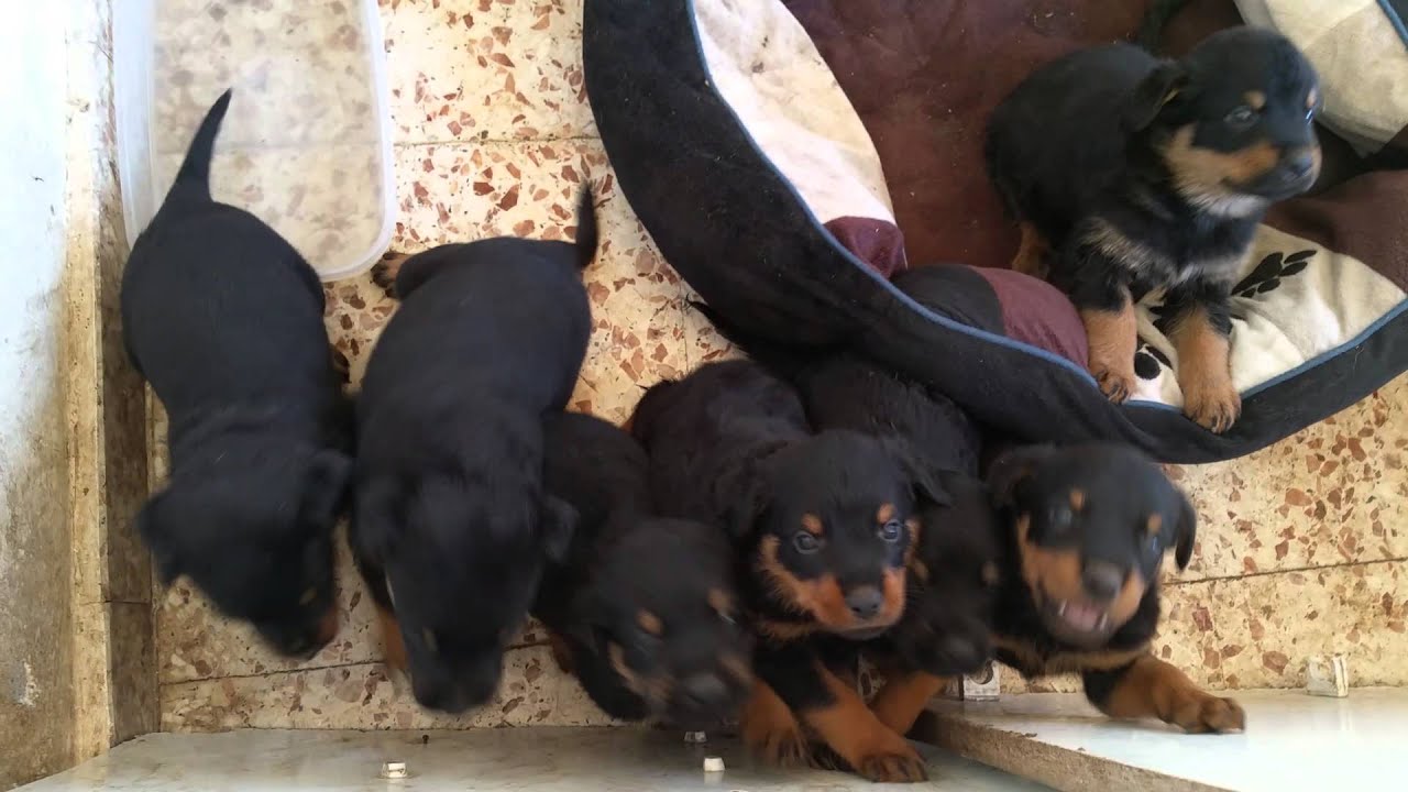 Rottweiler puppies 4 weeks old. - YouTube