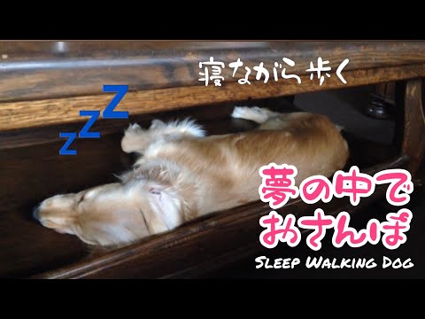 夢の中で走る犬 Sleep Walking Dog 寝ながら走る犬 #Shorts