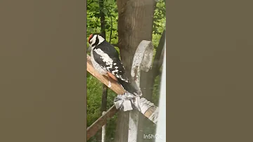 Птенец дятла доедает балкон( а был ли балкон)) #animals #дятел