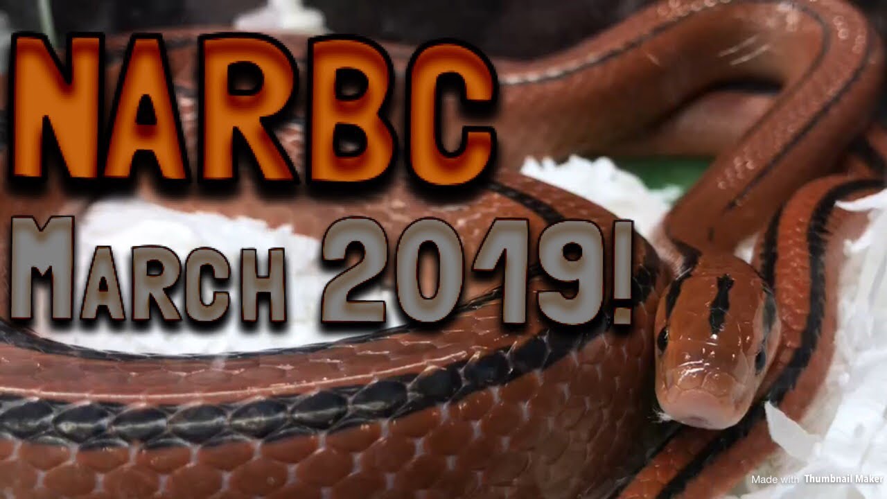 chinese food Reptile Expo Montage!|NARBC March 2019