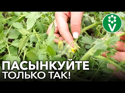 ФОРМИРУЙТЕ ТОМАТЫ ПРАВИЛЬНО! Все нюансы пасынкования для лучшего урожая в теплице