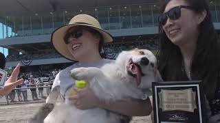 Famous 2025 Corgi Races Net Worth