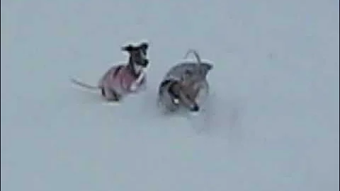Whippets in a winter wonderland - Boulder, CO