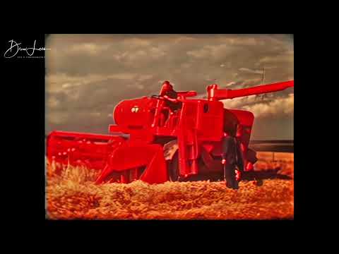 Massey Ferguson Advert for The Multiflow Combine Harvesters MF415 and MF515, 1965