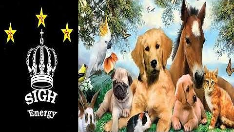 Pets Healing and Regeneration EXTREMELY POWERFUL!!! (Energetically Programmed)