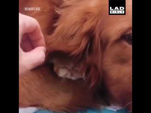 Сеть покорил котенок, укрывшийся ухом собаки