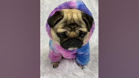 DOG MODEL 2021 | Pangpang the Pug shows off his colourful pajamas (YouTube Short Live)