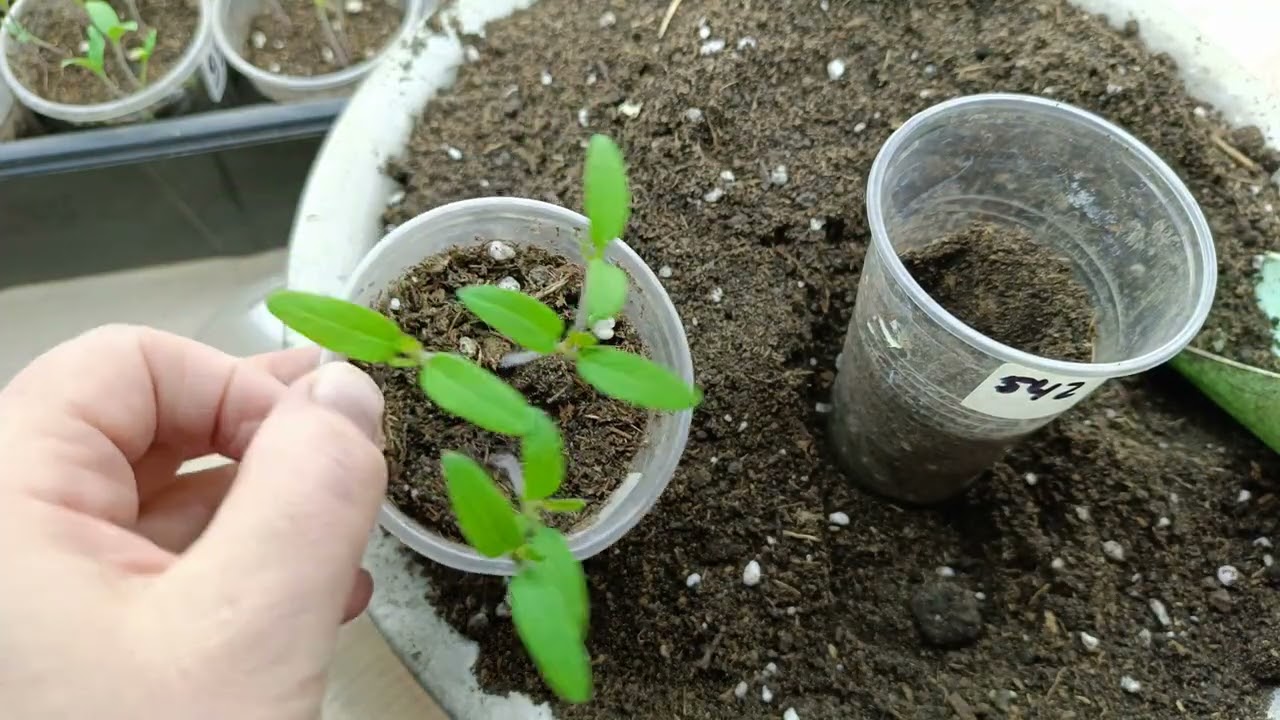 Первая пикировка томатов в этом 26 году ,что буду добавлять в грунт.