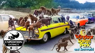 England’s Troubled Royal Safari Park & The African Experience Theme Park: Windsor Safari Park by Expedition Theme Park 91,773 views 10 months ago 25 minutes