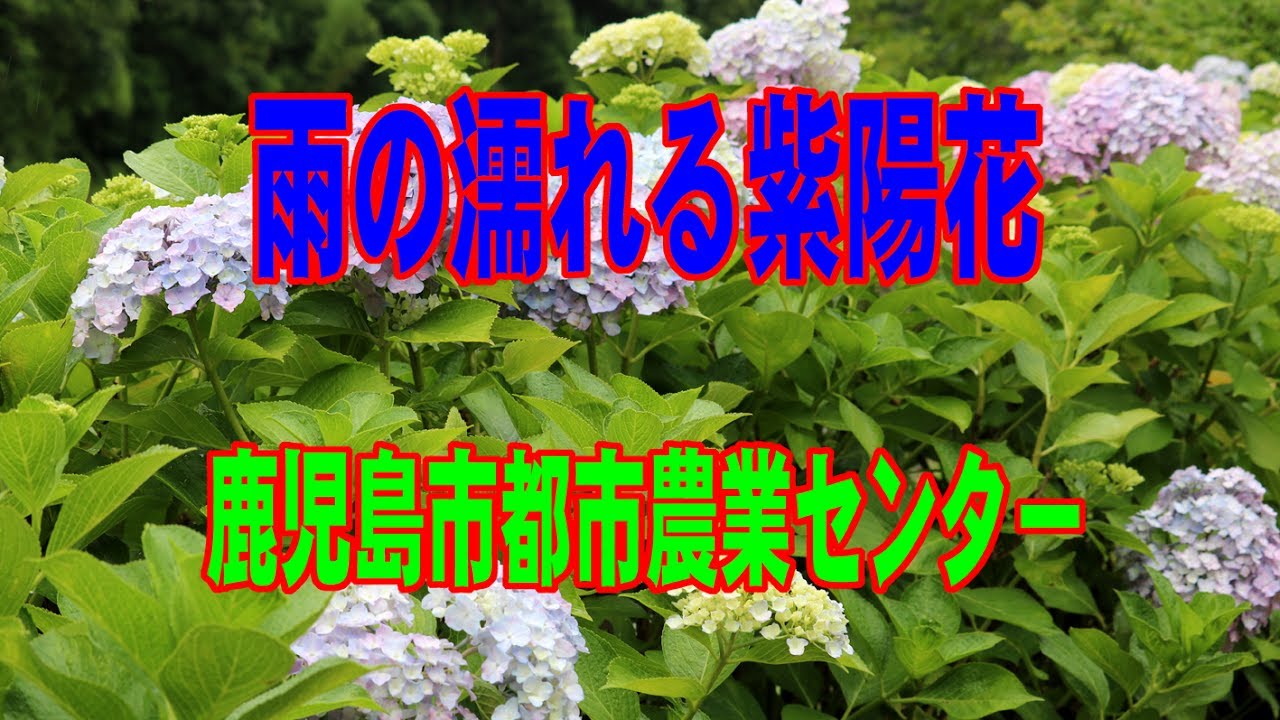 紫陽花 鹿児島市都市農業センター Youtube