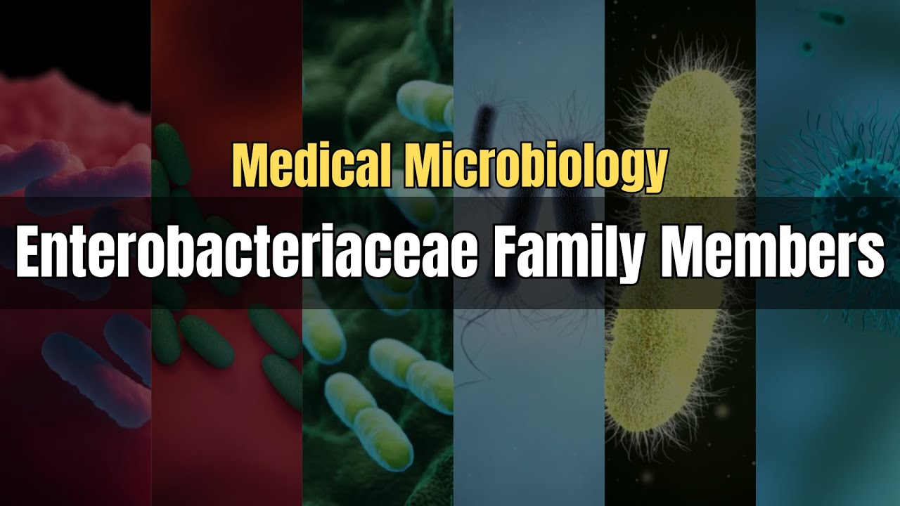 Enterobacteriaceae Family Members Explained | Gram Negative Bacilli | Medical Microbiology Lectures