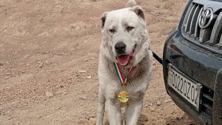 Shostkalik qiz bilan jinsiy aloqa