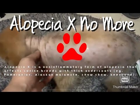 Continuation: Treating Alopecia X