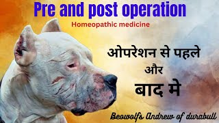 Homeopathic medicine for pre and post operation recovery in dogs ऑपरेशन से पहले और बाद मे by Durabull kennel 79 views 3 months ago 3 minutes, 16 seconds