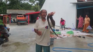 RACUNAN SINGKONG😭|| MAU NGGA MAU HARUS DI PO ONG