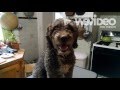 Cording A Spanish Water Dog: 2.Rejunvinating Curls の動画、YouTube動画。