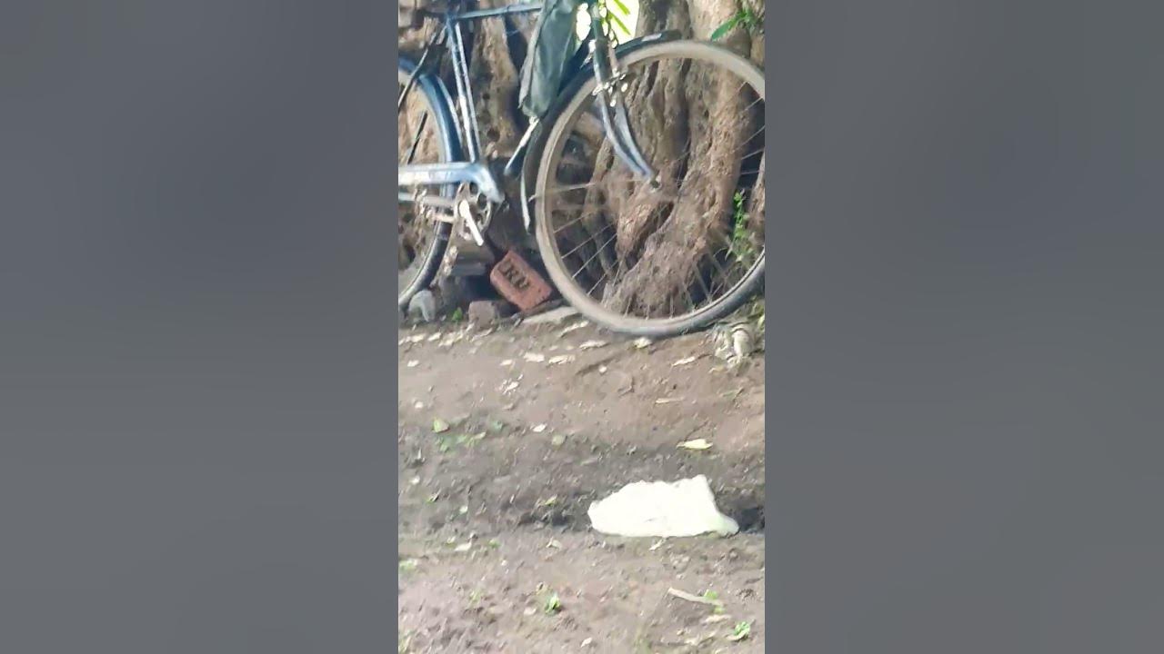 cute-squirrel-eat-roti-in-farm-share-shorts-animals-subscribe