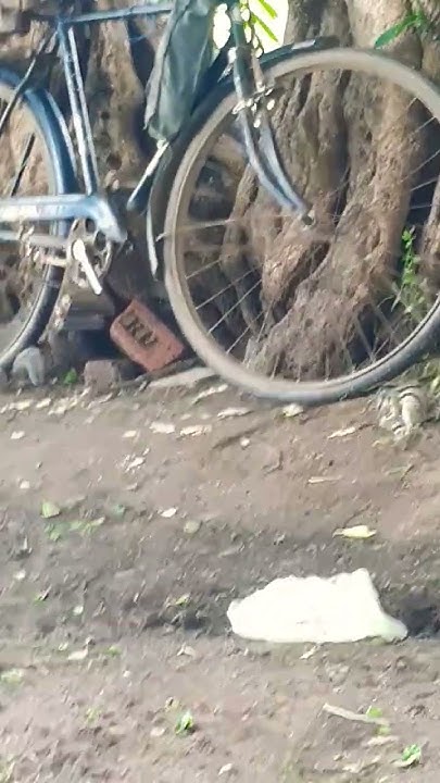 cute-squirrel-eat-roti-in-farm-share-shorts-animals-subscribe