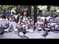 The pigeon lady of new york city  all good