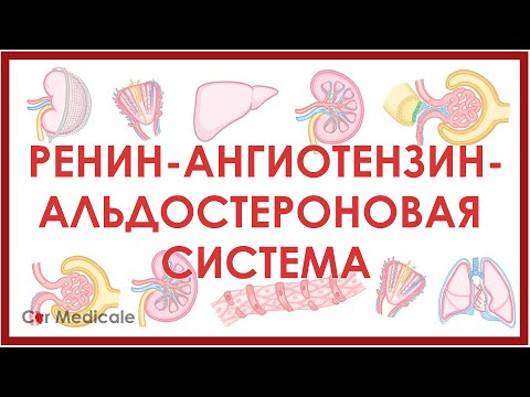 Ренин-ангиотензин-альдостероновая система: что такое, механизм действия, гормоны/компоненты