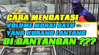 CARA MENGATASI VOLUME MURAI BATU YANG KURANG KERAS / LANTANG DI GANTANGAN