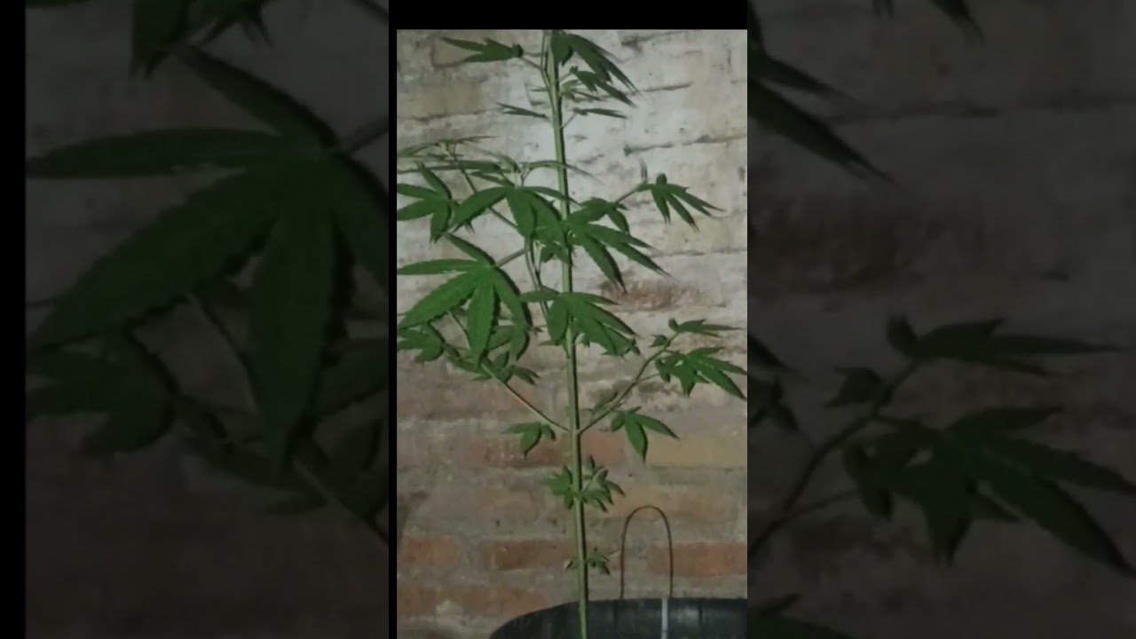 Plantas de semillas regulares ext