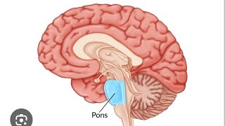 Dr g medical examiner pontine hemorrhage mystery diagnosis hermansky pudlack syndrome