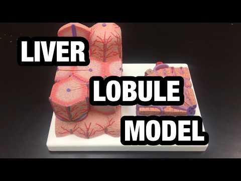 What’s a liver lobule? - Ohio University - Anatomy & Physiology - BIOS 1310