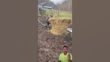 Lossen van ronde balen voor vee #landbouw #shortsfeed #trending