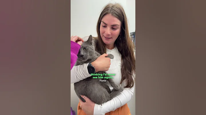 Woman Sees A Cat Get Hit By A Car And Takes Him Everywhere She Goes | The Dodo