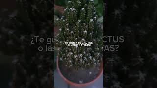 ¿Te gustan los CACTUS o las SUCULENTAS?