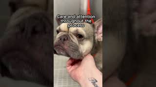 Why dogs leave Liberty Dog Spa happy 🐶 #shorts