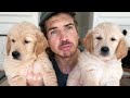 Meeting My Golden Retriever Puppies New Owners...